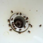 Drain Flies in Kitchen Sink