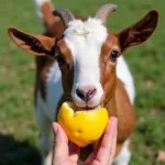 Goat Curiously Nibbling on a Lemon