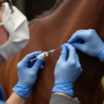 Veterinarian Administering Vaccine to a Horse