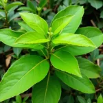 Kava plant thriving in its natural habitat