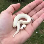 Size Comparison of a White Wedding Ball Python