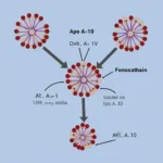 Apo A-10 Interaction with Other Apolipoproteins