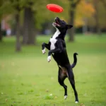 Black Basenji Mix Playing Fetch