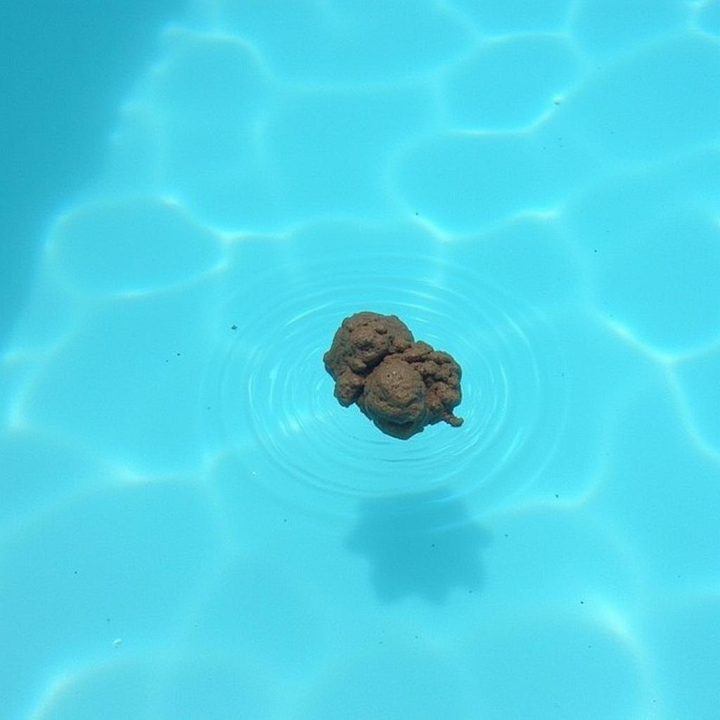 Dog Poop Floating in a Swimming Pool