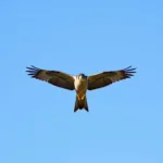 Falcon PNG Image: A Falcon in Flight