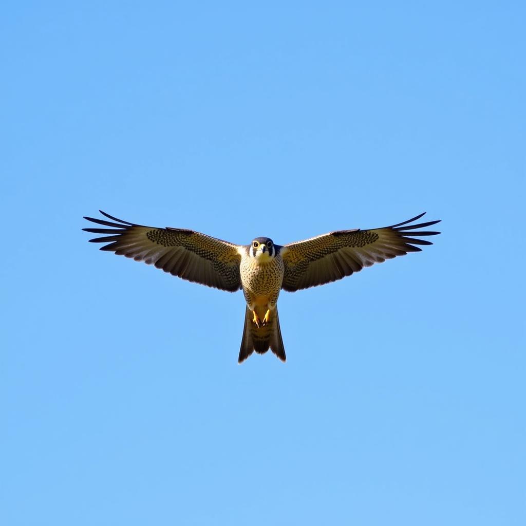 Falcon PNG Image: A Falcon in Flight