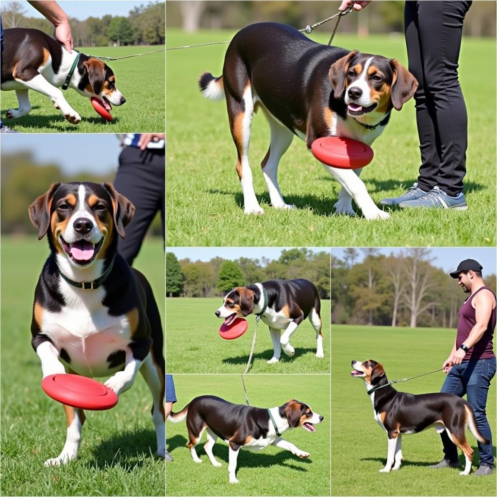 Training Your Dog for Disc Dog Fun: A Step-by-Step Guide