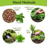 Weed Prevention Strategies in the Garden