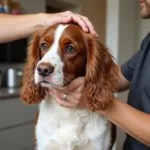 Grooming a Statesman Welsh Springer Spaniel